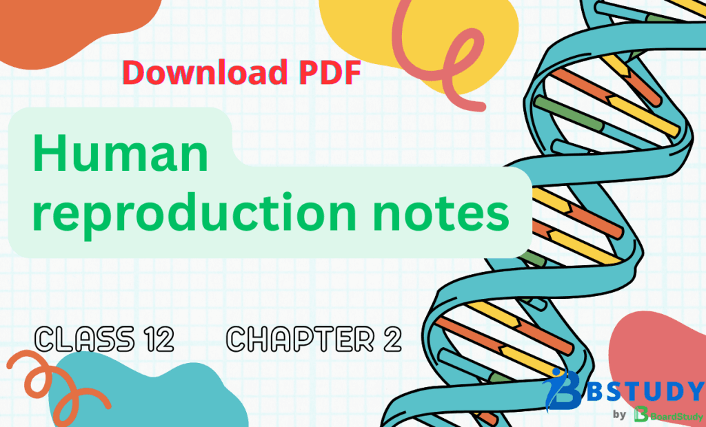 Class 12 Biology Chapter 2 Human reproduction Notes PDF Download