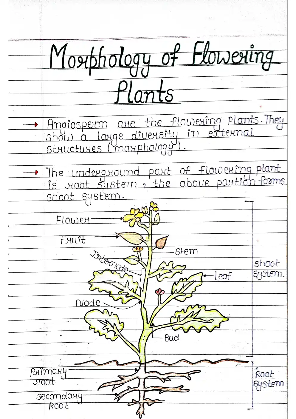 Class 11 Biology Notes PDF Download 2025-2026 (Topper's Handwritten Notes) - Image 3
